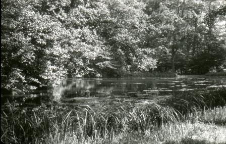 Open original Objet numérique